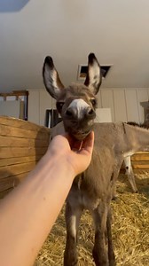 I love Franklin boy 💕 this was after he was born, where he almost didn’t make it due to him having a “red bag” delivery where the placenta prematurely separated from the uterus. Thankfully we were able to catch it in time! But after a 117 degree day, he overheated and spent time in the hospital before coming home and living in the garage for a few days 🥵 what a trooper! | margueritaranch