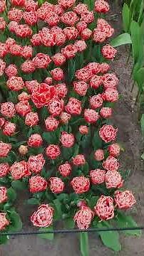 Keukenhof Garden Netherlands | World’s Most Beautiful Tulip Garden in Full Bloom#netherlands#europe