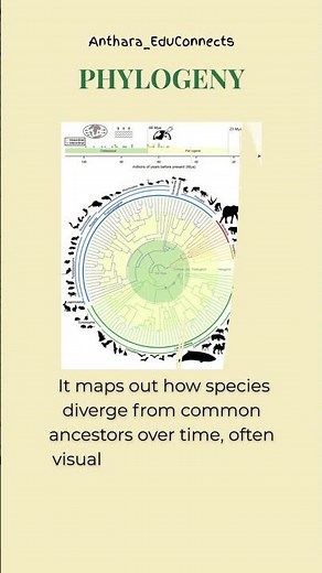 Phylogeny – Evolutionary History & Relationships | Biology Made Simple