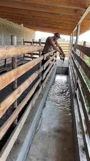 Bathing sheep is one of the most important aspects of sheep husbandry and breeding. Bathing helps remove external parasites.