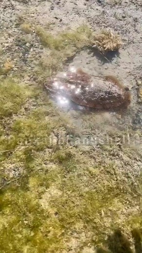 768 reactions | Cuttlefish Black Ink#facts #fact #knowledge #factsdaily #didyouknow #love #instagram #science #dailyfacts #motivation #factsoflife #india #factz #truth #knowledgeispower #amazingfacts #gk #follow #interestingfacts #generalknowledge #education #instafacts #memes #life #sciencefacts #funfacts #upsc #quotes #instagood #truefacts | Theminecraft facts | Facebook