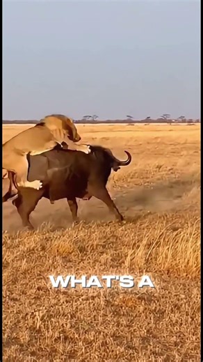 Lion Attacks Instantly…Buffalo Answers Back #wildlife #animals #lion #buffalo #nature #shorts #fyp