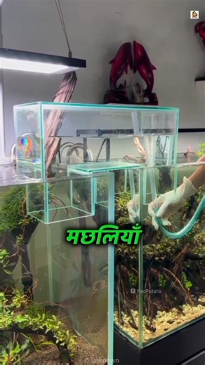 This Method Let Fish Swim Between Two Tanks