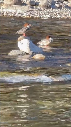 ASMR Outdoor Cooking by the River (Relaxing Day Trip with Nature Sounds)