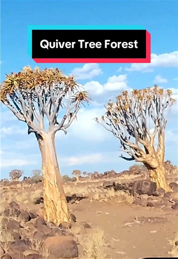 Exploring Quiver Tree Forest in Namibia