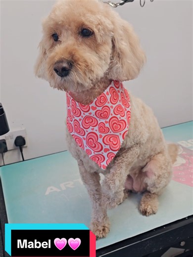 Miss Mabel all ready for lots of Kisses this Valentines Day! 💝💝 #valentinesday #dogs #dogsoftiktok #viral #cockapoo