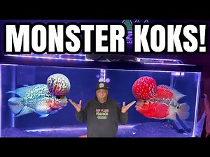 How to Grow a HUGE FLOWERHORN KOK!