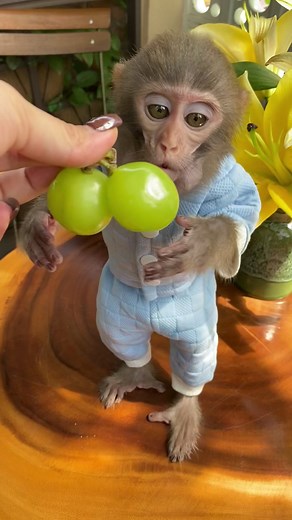 #mukbang #animals #monkey #fyp