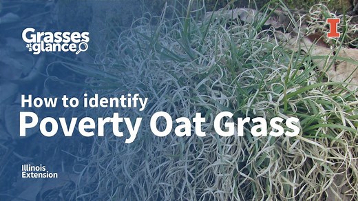 How to Identify Poverty Oat Grass