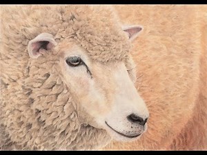 色鉛筆 パステル リアルなヒツジの描き方～【How to Draw a Sheep】pastel drawing~
