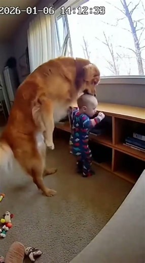 Hero Dog Saves Baby From Window!