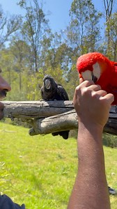 Our Black Cockatoo conservation flock mingling with some of our Parrots of the World Experience birds 🫶🥰🥹 My Black Cockatoo Gang 🤙👊🏽❤️🖤 👉 Caring for Australia’s rarest Black Cockatoos 🫶 👉 Creating an insurance population for Australia 👉 EXTINCTION date 2043 🥺😢💔 📍Visit the Birds and support conserviation Western Sydney for now, eventually Bargo. www.FeatheredFriends.com.au . . . #bird #birds #parrot #parrots #cockatoo #cockatoos #birdlove #macawlove | Feathered Friends