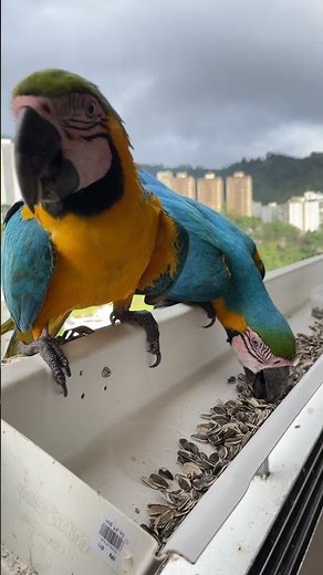 El sonido de las guacamayas mientras comen semillas