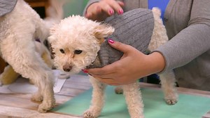 How to make adorable pet sweaters out of old clothes! ❤️👌🏽 | Critter Crafts