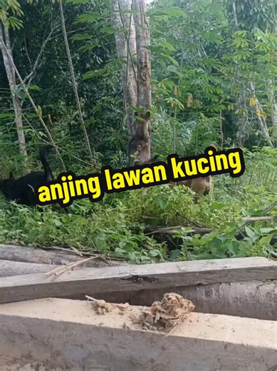 burangud gengster.. #sabahantiktokers #jeasonozilivia #sabahan #foryoumeletop #lawaksabahan