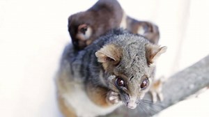 62K views · 1.1K reactions | Meet baby ring-tailed possums 'Chester and Honey'. Via Symbio Wildlife Park | The Independent | Facebook
