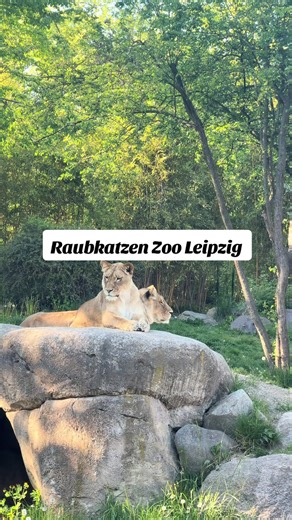 Die Raubkatzen des Zoo Leipzig – Tiger, Löwen und Leoparden 🐯🦁🐆 #Zoo #nature #animal #leon