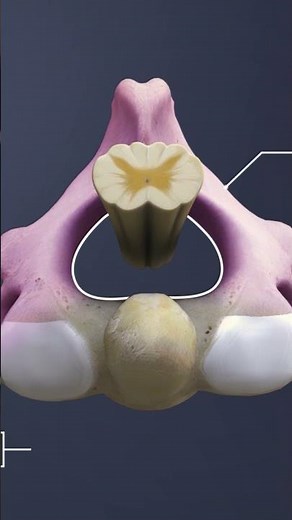What’s the role and importance of the Atlantoaxial joint (C1-C2) in head and neck movement?