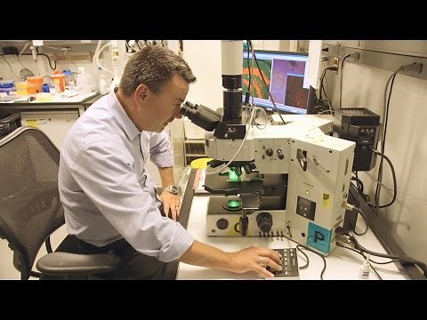 The Hippocampus: A Window to Brain Research at NIH