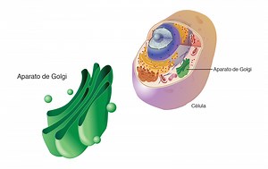 Aparato de Golgi | NHGRI