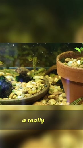 #fishtank #fishkeeping #aquarium | Prime Time Aquatics
