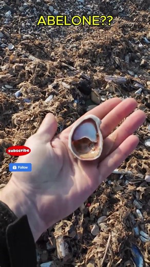 Rare Abalone Shell Found on Barmston Beach East Yorkshire!