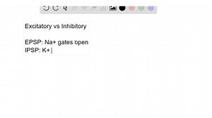 SOLVED:What ion gates in the membrane open during an EPSP? What gates open during an IPSP?