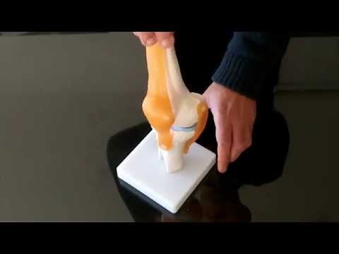 Maqueta funcional de la Articulación de una Rodilla Humana
