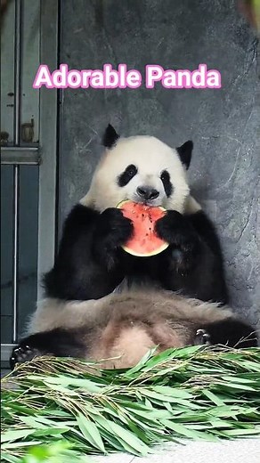 Do Pandas eat all the Time? #panda #pandafacts #cuteanimals