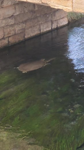 Balmorhea State Park | Yani Waters