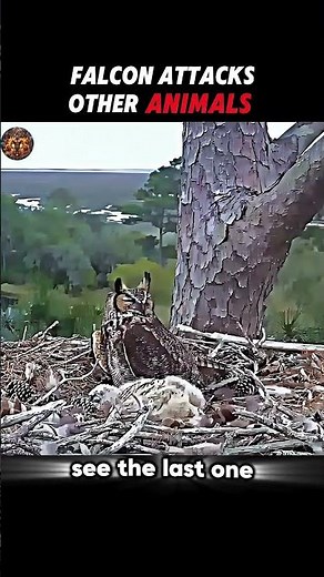 The Most Fearless Bird? Falcon vs. Eagle & Other Animals 🦅