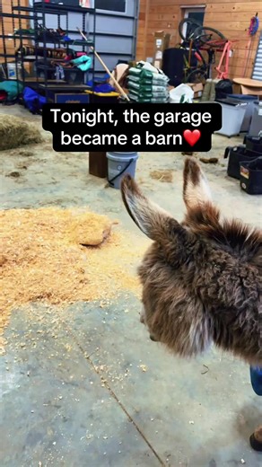 Some nights call for extra love. Extra hands. Extra steps. So we brought a few of our donkeys inside to keep them safe, warm, and comfortable through the night. No hesitation. No second guessing. This is rescue. It’s not always pretty or planned… but it’s always love. Thank you for caring about these souls as much as we do. Every warm night like this is possible because of this community. We’re so grateful. ❤️ #CashStrong #DonkeyRescue #RescueLife #LovedAndSafe #OurSimpleHomestead