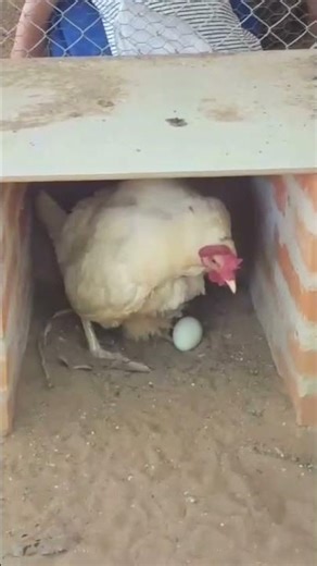 So legt ein Huhn ein Ei 🥚 Das hast du noch nie gesehen!