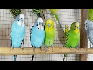 6 Hours of Budgies Singing Playing and Talking - Play For Your Budgie!