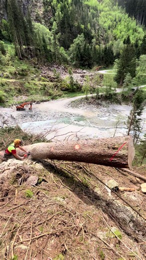 @Forstbetrieb Rauth 🪵🪓#holzfällen #stihl #fy