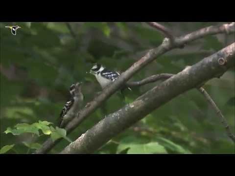 Downy Woodpecker