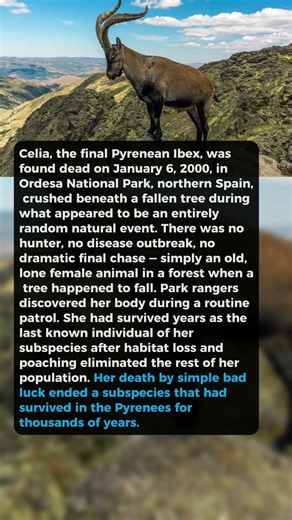 A Tree Fell On Her During An Ordinary Afternoon — Ending Her Species #wildlife #shorts