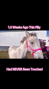 37K views · 2.1K reactions | Let’s see how Lilo’s halter training has progressed! #unhandled #appaloosa #percheron | Free Spirit Equestrian | Facebook