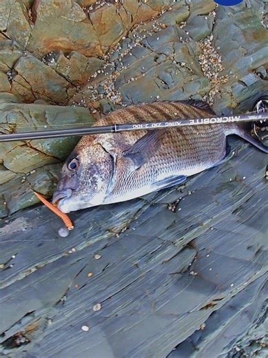 Invierno....tiempo de Sargos!! . 🎣MiFine MICROBITE Ajing 230 2-10grs ~Tubular Tip version~ . #Diplodus_sargus_sargus #sargo #MiFine #microbite_tubular_tip #lrf