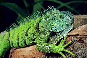 Iguana verde (Iguana iguana)