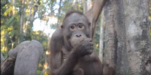 The 'world's saddest' orangutan was chained up for years - now