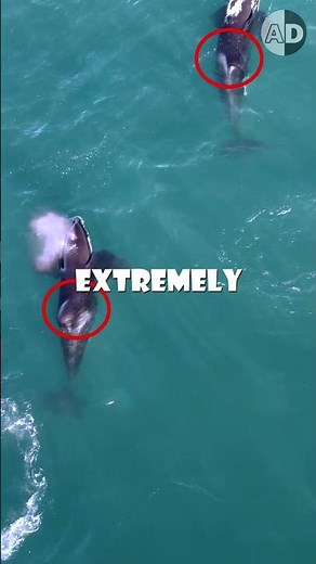 Orcas vs Sharks: The Duo That Killed 17 Sharks in Two Hours!