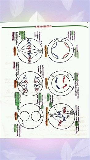 cell cycle and cell devision short notes #neet #biology...