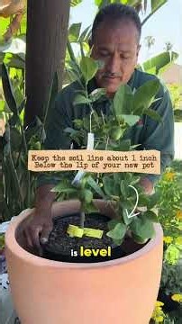 The right way to pot your citrus tree 🍊🪴 #gardening #plants #howto