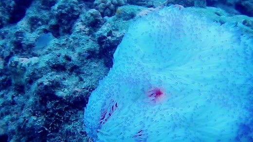 peach anemone fish with their beautiful sebae purple tip anemone #reef #anemone #greatbarrierreef #nemo #oceanlife
