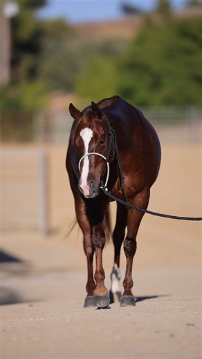 𝐁𝐢𝐠 𝐭𝐚𝐥𝐞𝐧𝐭. 𝐁𝐫𝐢𝐠𝐡𝐭 𝐟𝐮𝐭𝐮𝐫𝐞𝐬. 🔥 These prospects are part of an incredible lineup in the Cascade Range Select Sale, happening September 12 during the Cascades Futurity & Aged Event. 𝐓𝐨 𝐛𝐫𝐨𝐰𝐬𝐞 𝐭𝐡𝐞 𝐜𝐨𝐦𝐩𝐥𝐞𝐭𝐞 𝐜𝐚𝐭𝐚𝐥𝐨𝐠 𝐚𝐧𝐝 𝐠𝐞𝐭 𝐫𝐞𝐠𝐢𝐬𝐭𝐞𝐫𝐞𝐝 𝐭𝐨 𝐛𝐢𝐝, 𝐡𝐞𝐚𝐝 𝐭𝐨 𝐭𝐡𝐞 𝐥𝐢𝐧𝐤 𝐛𝐞𝐥𝐨𝐰! https://bid.817horsesales.com/ui/auctions/145985 #817HorseSales #TheUltimateExperience #HorseSale #CowboyTrailerSales #ChartierAgency #OutcrossMedia | 