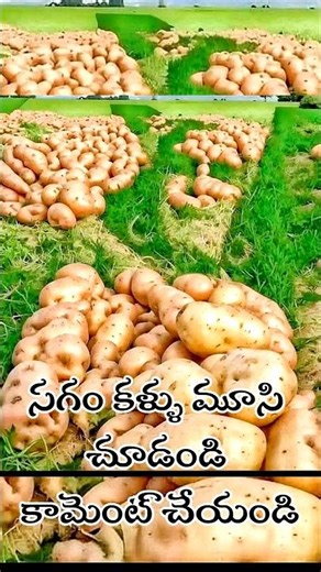 Watch with half-closed eyes and comment,🚩🚩🚩