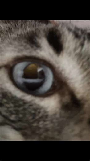 nadia (taylor's version) on TikTok