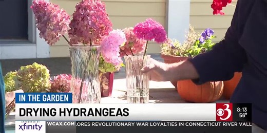 In the Garden: Drying Hydrangeas