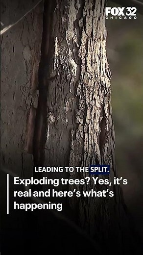Exploding trees? Yes, it’s real and here’s what’s happening